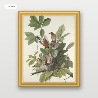 Audubon - American Robin