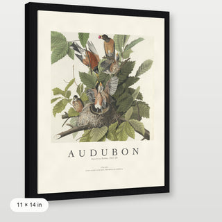 Audubon - American Robin