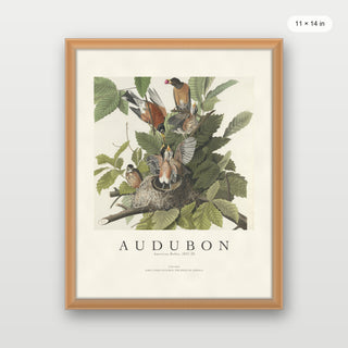 Audubon - American Robin