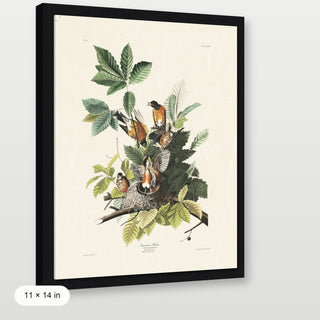 Audubon - American Robin