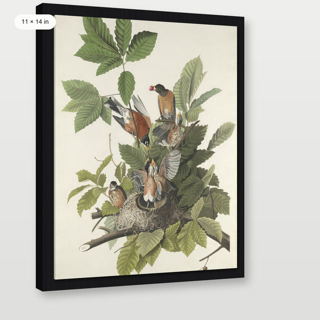 Audubon - American Robin, Black Floater Frame