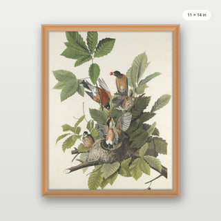 Audubon - American Robin