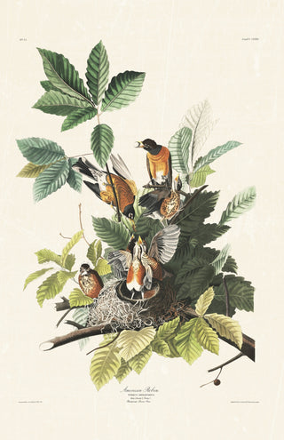 Audubon - American Robin