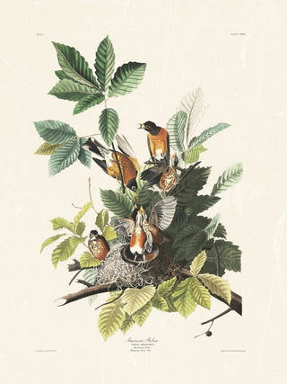 Audubon - American Robin