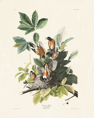 Audubon - American Robin