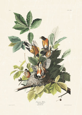 Audubon - American Robin