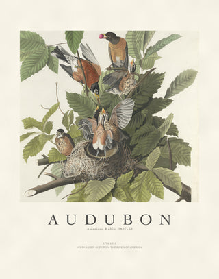 Audubon - American Robin