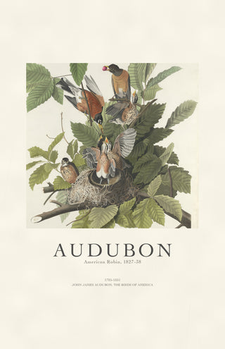 Audubon - American Robin