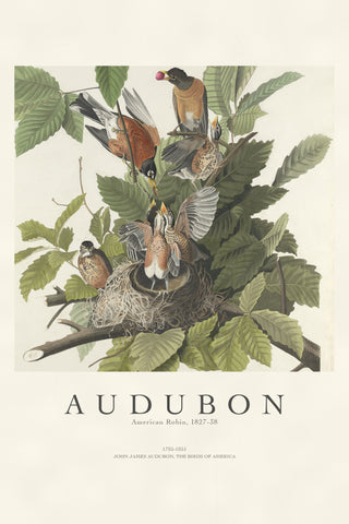 Audubon - American Robin