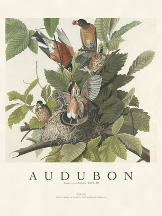 Audubon - American Robin