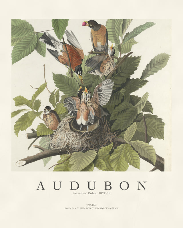 Audubon - American Robin, Gallery Style