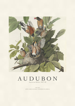 Audubon - American Robin