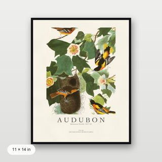 Audubon - Baltimore Oriole