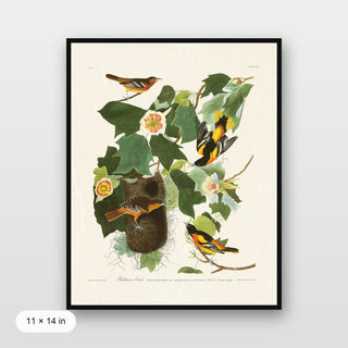 Audubon - Baltimore Oriole