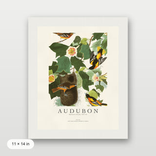 Audubon - Baltimore Oriole