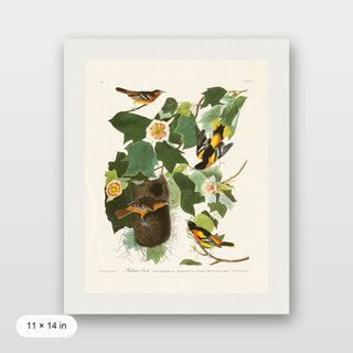 Audubon - Baltimore Oriole