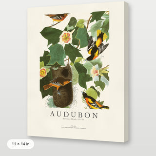 Audubon - Baltimore Oriole