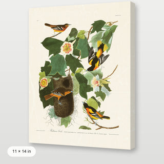 Audubon - Baltimore Oriole