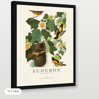 Audubon - Baltimore Oriole