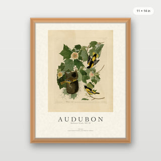 Audubon - Baltimore Oriole