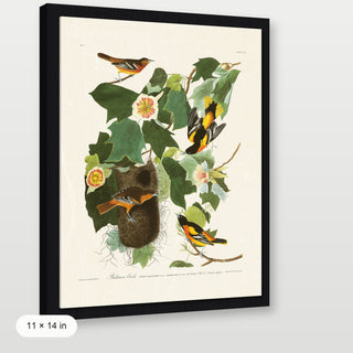 Audubon - Baltimore Oriole