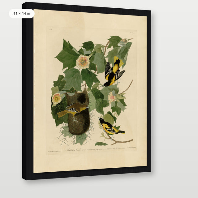 Audubon - Baltimore Oriole, Black Floater Frame