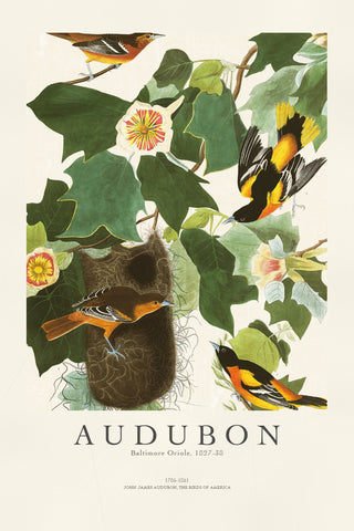 Audubon - Baltimore Oriole