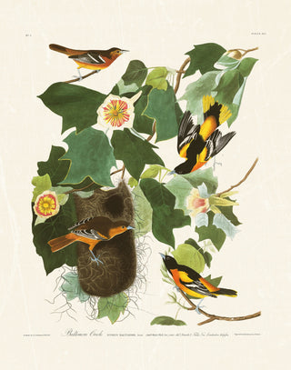 Audubon - Baltimore Oriole