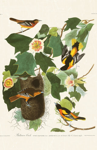 Audubon - Baltimore Oriole