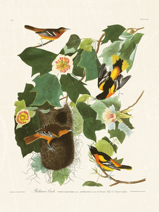 Audubon - Baltimore Oriole