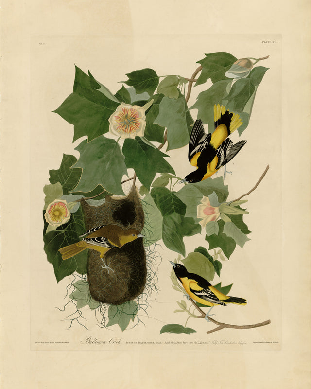 Audubon - Baltimore Oriole, Full Bleed