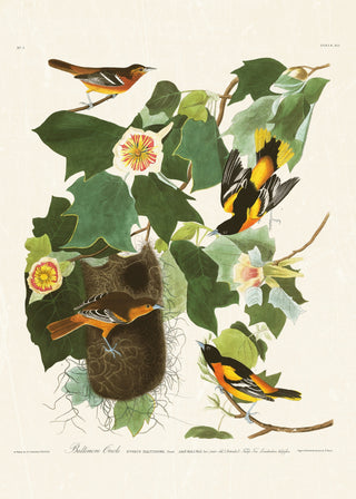 Audubon - Baltimore Oriole