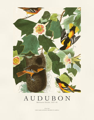 Audubon - Baltimore Oriole