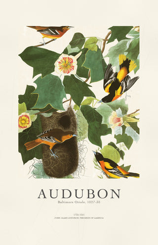 Audubon - Baltimore Oriole