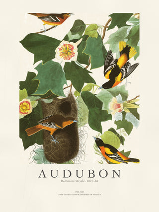 Audubon - Baltimore Oriole