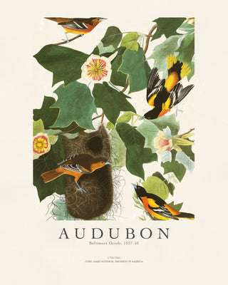 Audubon - Baltimore Oriole
