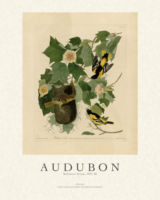 Audubon - Baltimore Oriole, Gallery Style