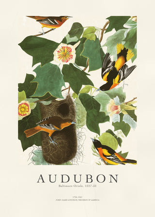 Audubon - Baltimore Oriole