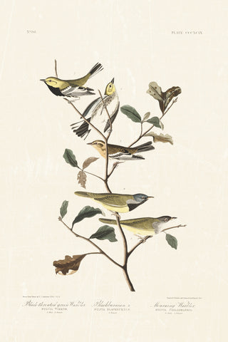 Audubon - Black Throated Warbler