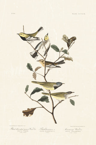 Audubon - Black Throated Warbler