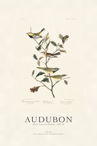 Audubon - Black Throated Warbler
