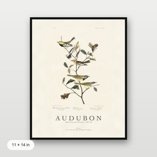 Audubon - Black Throated Warbler