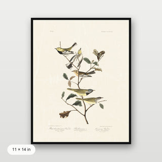 Audubon - Black Throated Warbler