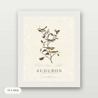 Audubon - Black Throated Warbler