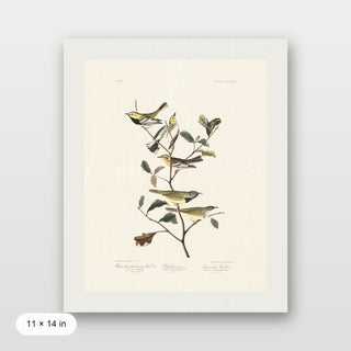 Audubon - Black Throated Warbler