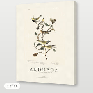 Audubon - Black Throated Warbler