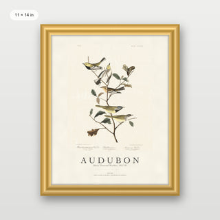 Audubon - Black Throated Warbler