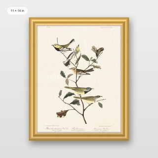 Audubon - Black Throated Warbler