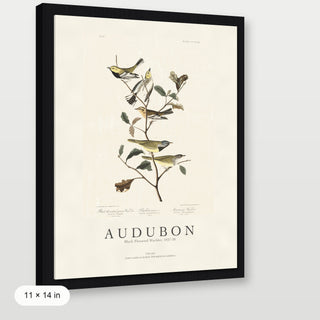 Audubon - Black Throated Warbler