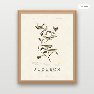 Audubon - Black Throated Warbler